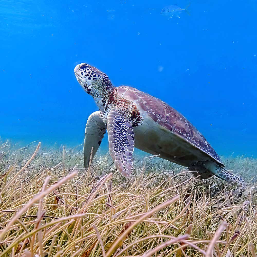 Turttle-in-The-Belize-Reef The marine life of Belize