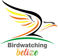Birdwatching Belize logo, representing Authentic Travel Belize’s specialized brand for birding tours and eco-adventures.